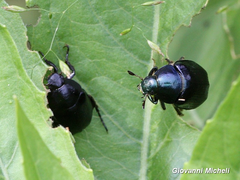 Rutelidae:   Anomala dubia